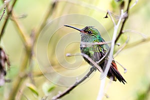 Blue crested Hummingbird