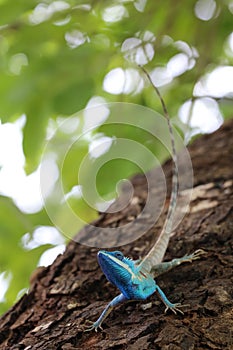 Blue-crested or Indo-Chinese Forest Lizard on a tree in the garden