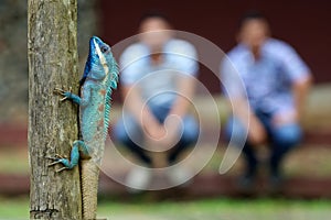 Blue-crested or Indo-Chinese Forest Lizard on a tree with people