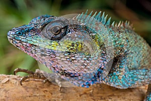 Blue-crested Lizard