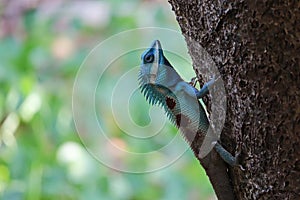 Blue crested lizard