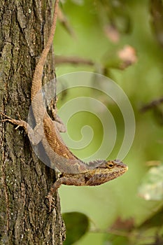 Blue Crested Lizard Calotes mystaceus