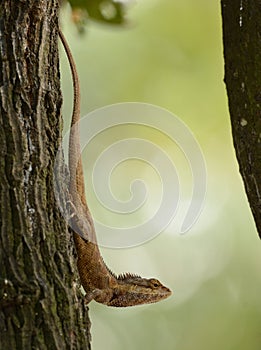 Blue Crested Lizard Calotes mystaceus