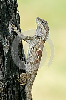 Blue-crested lizard climbing up a tree