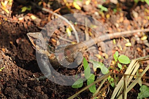 Blue-crested Lizard