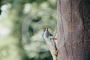 Blue-crested Lizard . Indo-Chinese Forest Lizard .  Indo-Chinese Bloodsucker. Calotes mystaceus on tree.