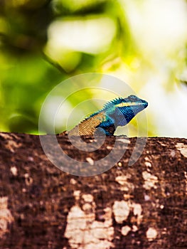 Blue crested lizard