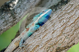 Blue-crested lizard resting on a thick branch