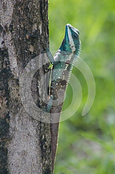 Blue-crested Lizard on the tree