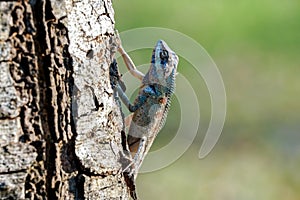 Blue-crested lizard on a tree looking away