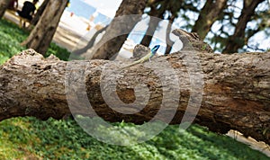 Blue-crested lizard on a tree looking away