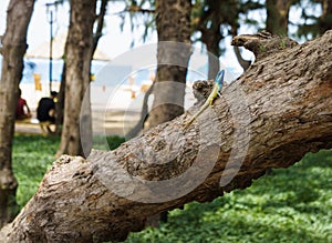 Blue-crested lizard on a tree looking away
