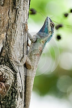 Blue-crested lizard on a tree trunk