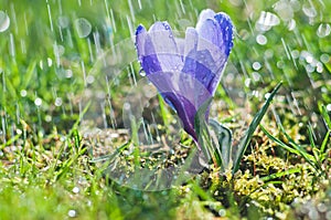 Blue crocus with drops of water in green grass