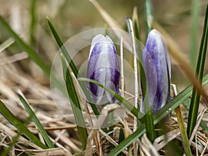 Crocus in field in Iceland