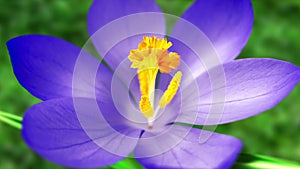 Blue crocus flower in springtime. Looped.