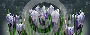 Blue crocus flowers spring