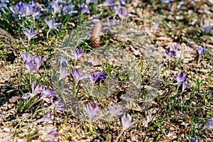 Blue crocuses bloom in a sunny spring meadow among dry foliage and fir cones