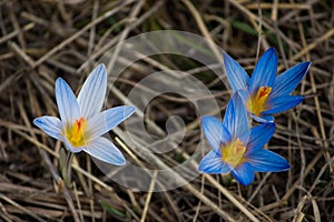 Blue crocuses in the dry grass.