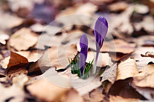 Blue crocuses and old dead autumn`s leaves with melted blurred background. Early spring photography.