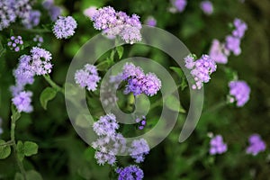 Blue Crofton Weed flower fully blooms at Gangtok in Sikkim. It is also known as Mistflower, Mexican Devil, botanically known as