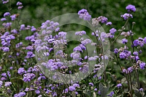 Blue Crofton Weed flower fully blooms at Gangtok in Sikkim. It is also known as Mistflower, Mexican Devil, botanically known as