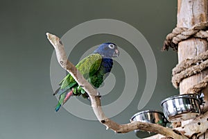 Blue-Crowned-Conure