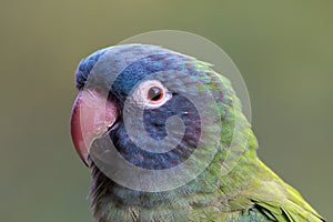 Blue crowned conure