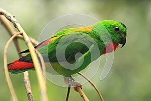 Blue-crowned hanging parrot