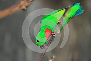 Blue-crowned hanging parrot