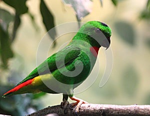 Blue-crowned Hanging-Parrot loriculus galgulus