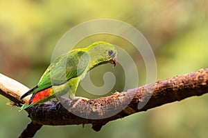 Blue-crowned Hanging-Parrot (Loriculus galgulus