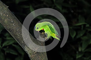 Blue Crowned Hanging Parrot, loriculus galgulus, Adult standing on Branch