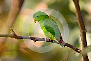 Blue-crowned hanging parrot, Loriculus galgulus, bird Barma, Thailand, Indonesia. Green parrot sitting on the tree branch in the photo