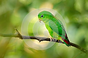 Blue-crowned hanging parrot, Loriculus galgulus, small mainly green parrot found, forest lowlands in southern Burma and Thailand photo