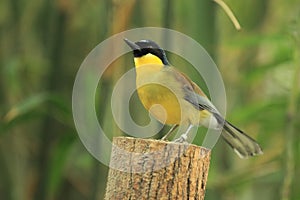 Blue-crowned laughingthrush