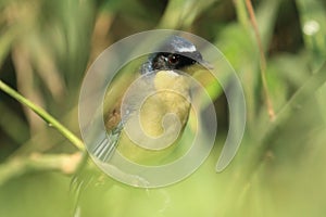 Blue-crowned laughingthrush