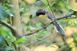 Blue crowned laughingthrush