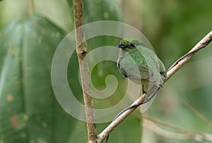 Blue-crowned Manakin Lepidothrix coronata,Panama