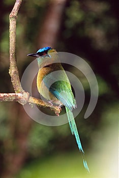 Blue crowned motmot