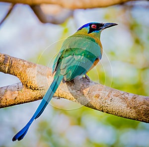 Blue crowned motmot on branch photo