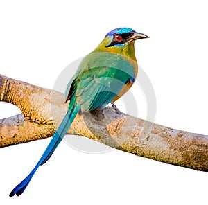 Blue crowned motmot with white isolated background photo