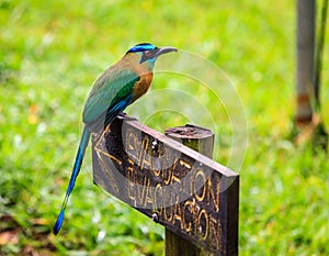 Blue-Crowned Motmot in Costa Rica