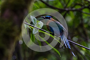 Blue-crowned Motmot - Momotus coeruliceps