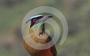 Blue-crowned Motmot, Momotus coeruliceps photo