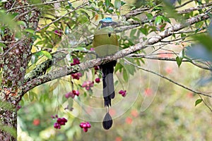 Blue-crowned Motmot, Momotus Momota, with beautiful coloured background, El Jardin, Colombia photo