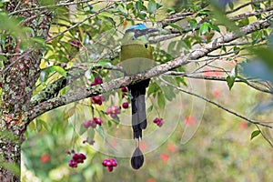 Blue-crowned Motmot, Momotus Momota, with beautiful coloured background, El Jardin, Colombia photo