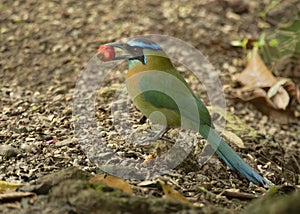 Blue-crowned motmot Momotus momota, Costa Rica photo