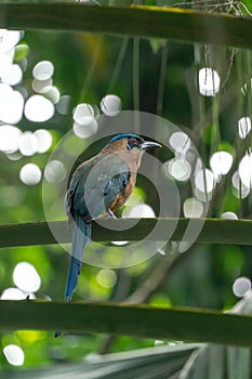 Blue-crowned Motmot Momotus momota photo