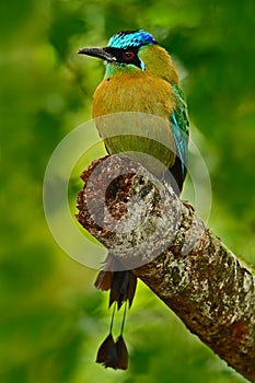 Blue-crowned Motmot, Momotus momota, portrait of nice big bird wild nature, beautiful coloured forest background, art view, Panama